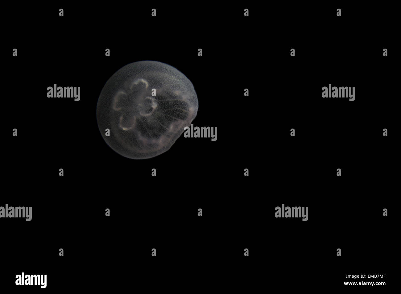 Mond-Quallen, Aurelia Golden in der Nacht, von der Ostsee, Dänemark. Stockfoto