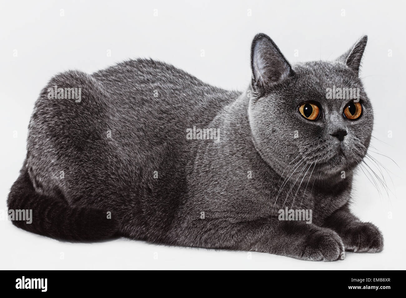 Porträt von schöne junge kurzhaarige britische graue Katze mit gelben Augen auf einem hellen Hintergrund Stockfoto