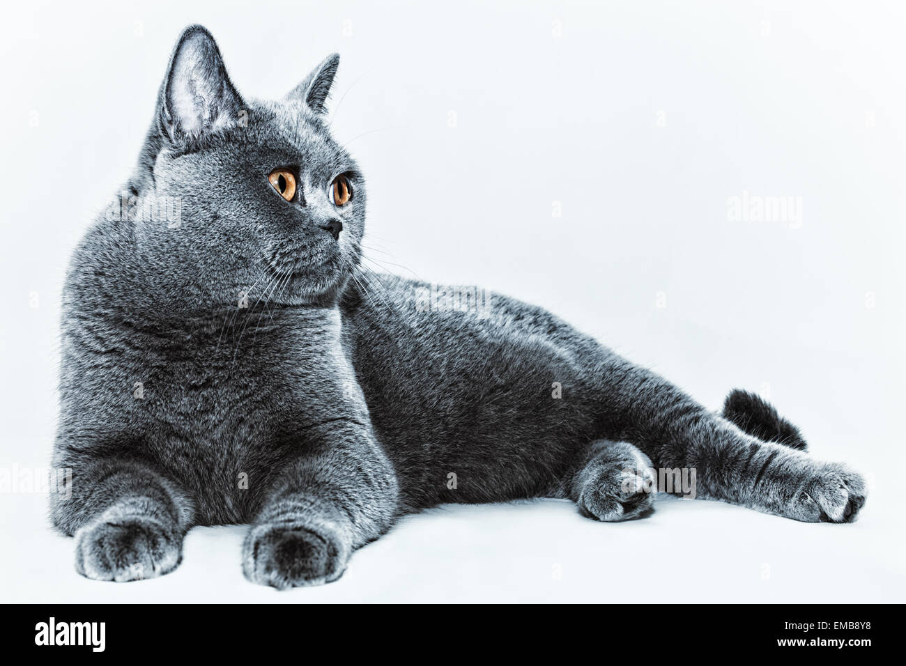 Porträt von schöne junge kurzhaarige britische graue Katze mit gelben Augen auf einem hellen Hintergrund Stockfoto