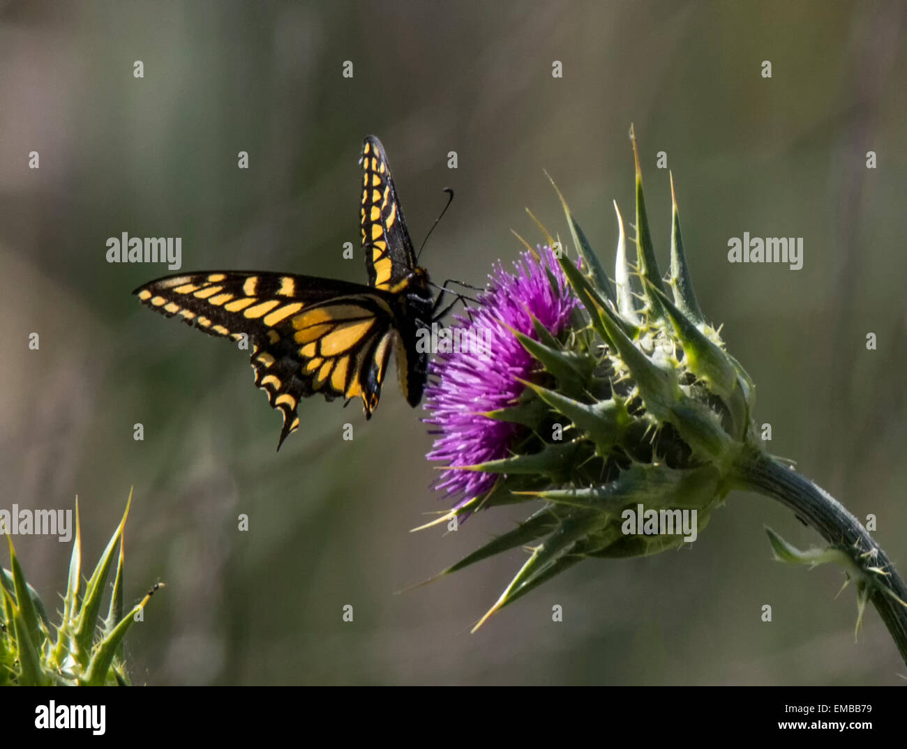 Schwalbenschwanz Schmetterling ernähren sich von Nektar von Distel Stockfoto