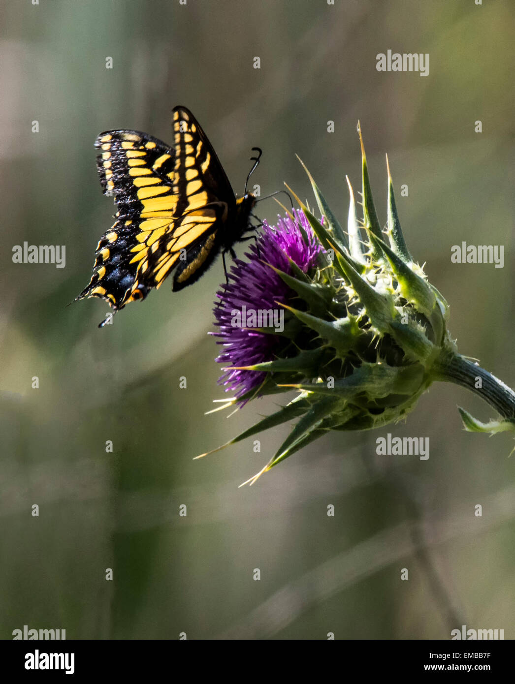 Schwalbenschwanz Schmetterling ernähren sich von Nektar von Distel Stockfoto