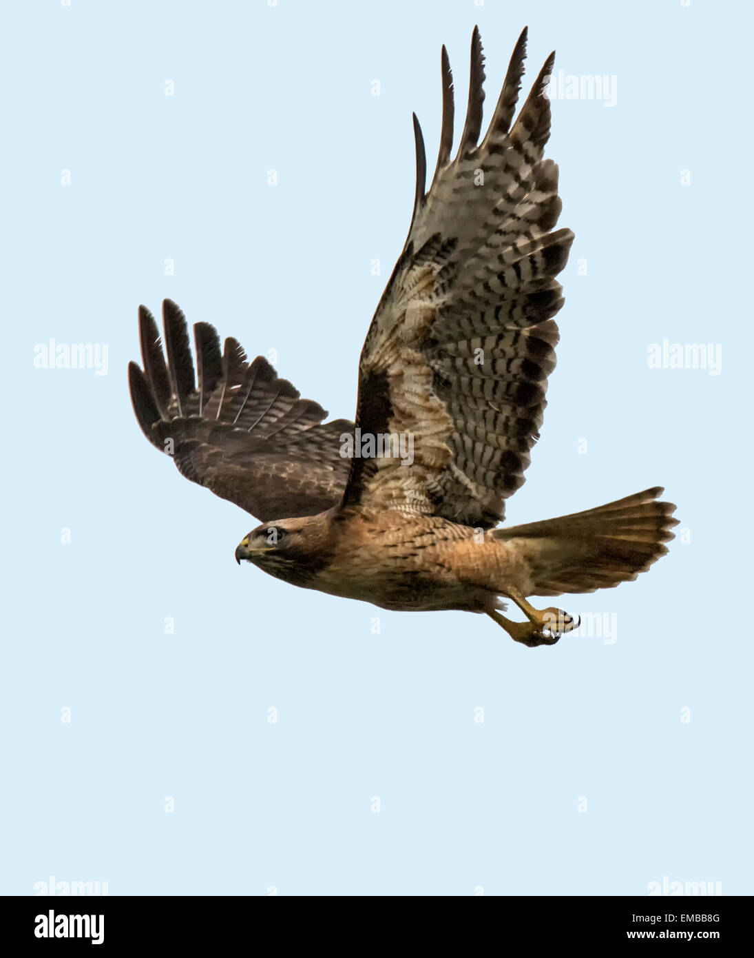 ROT - angebundener Falke (Buteo Jamaicensis) im Flug Stockfoto
