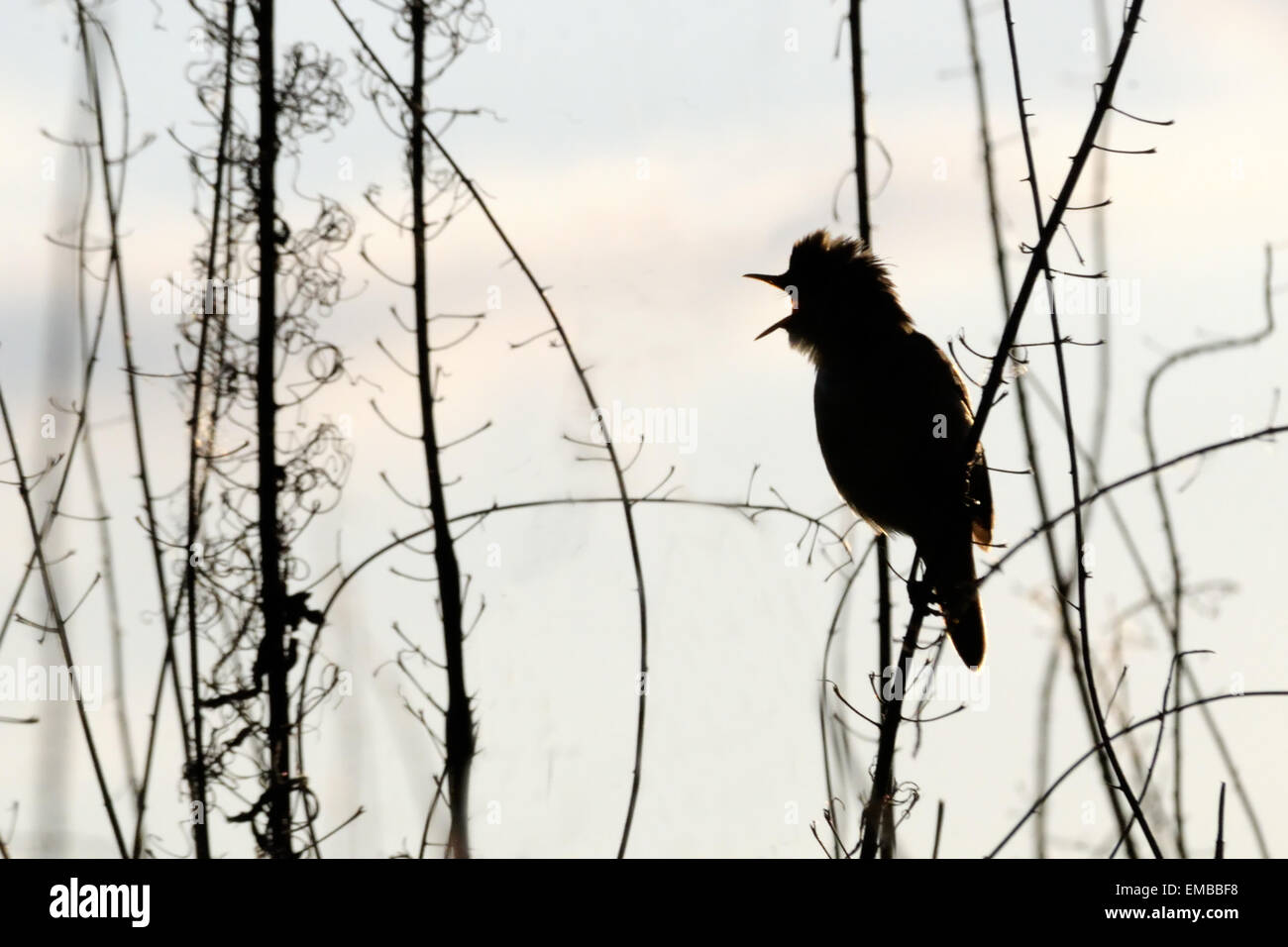 Singende Marsh Warbler Stockfoto