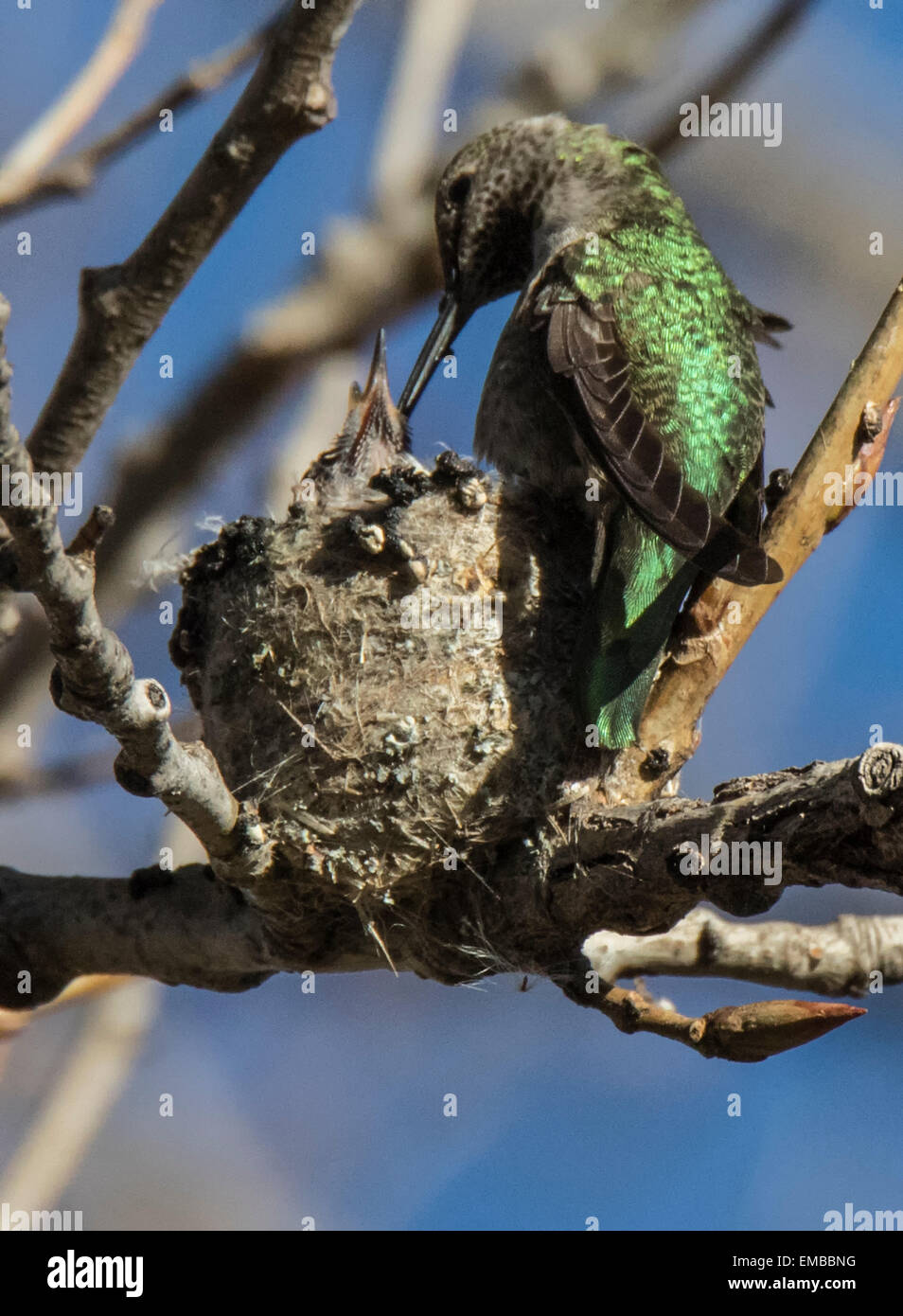 Annas Kolibri (Calypte Anna) füttern Babys im Nest. Stockfoto