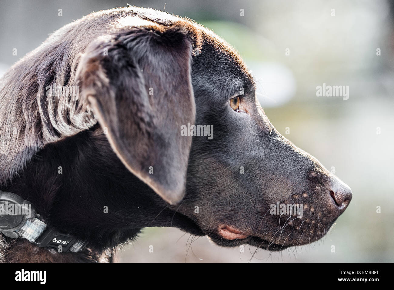 Seite Profil Portrait eines chocolate Labrador Kopf außerhalb Stockfoto
