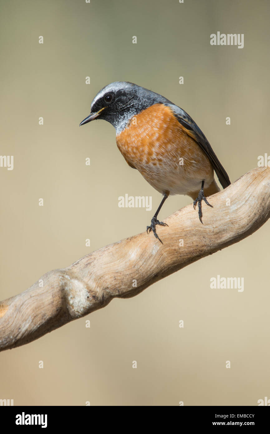 Phoenicurus phoenicurus Stockfoto