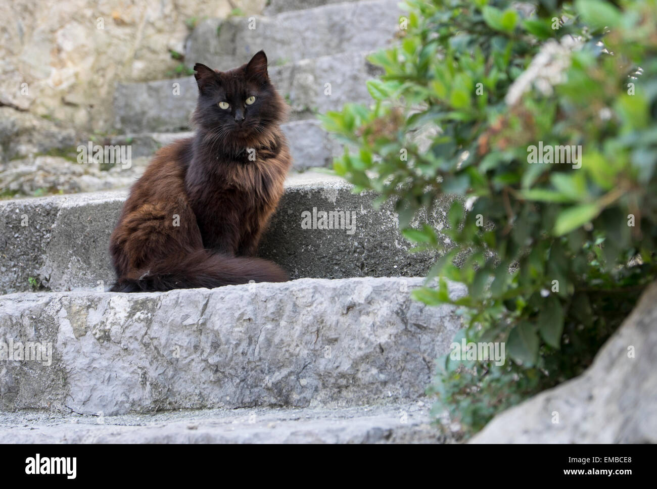 Eine schwarze Katze auf Steintreppen Stockfoto