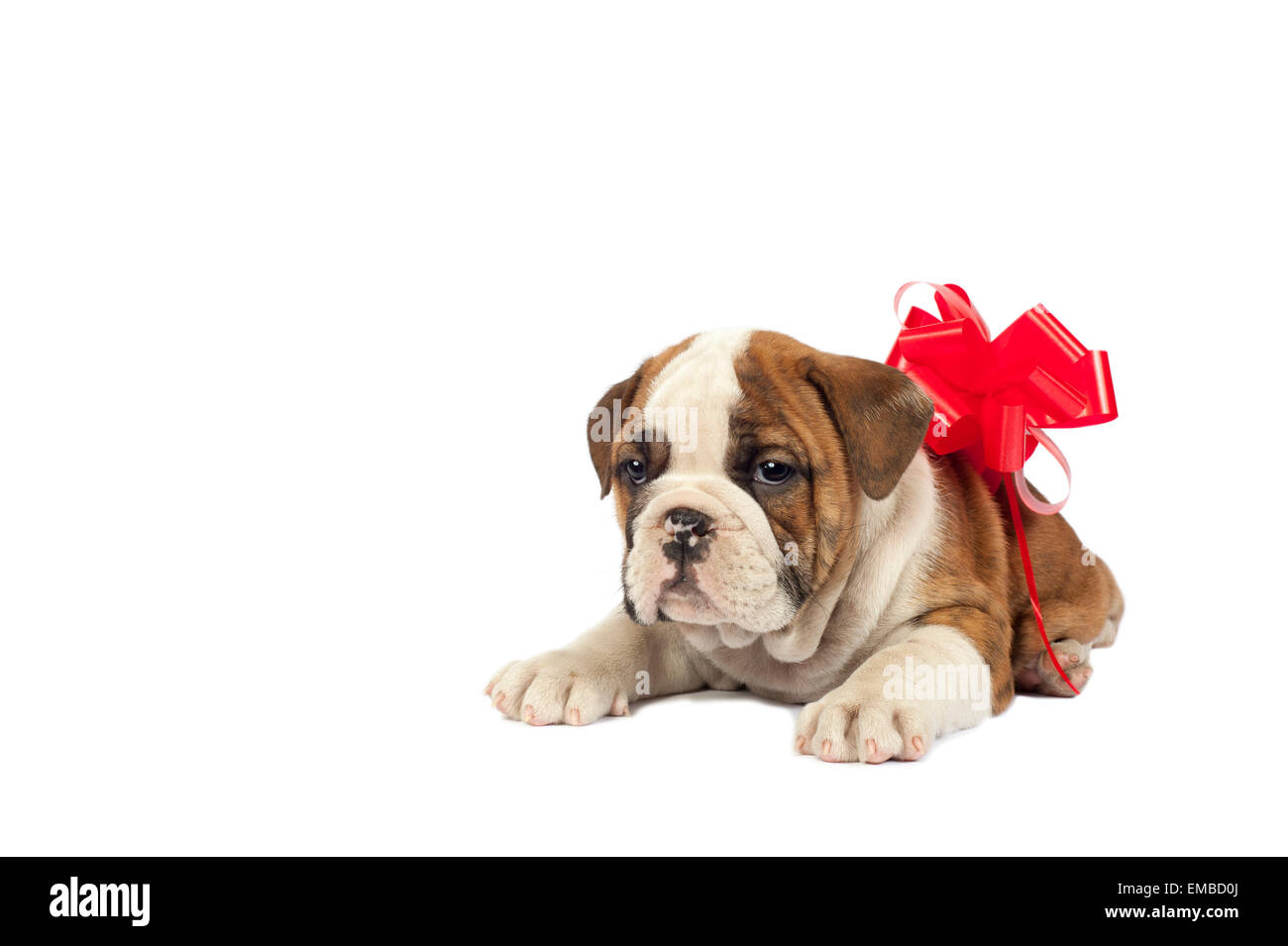 Englische Bulldogge Welpen Mit Einer Verbeugung Die Darauf Warten Als Ein Geschenk Gegeben Werden Stockfotografie Alamy