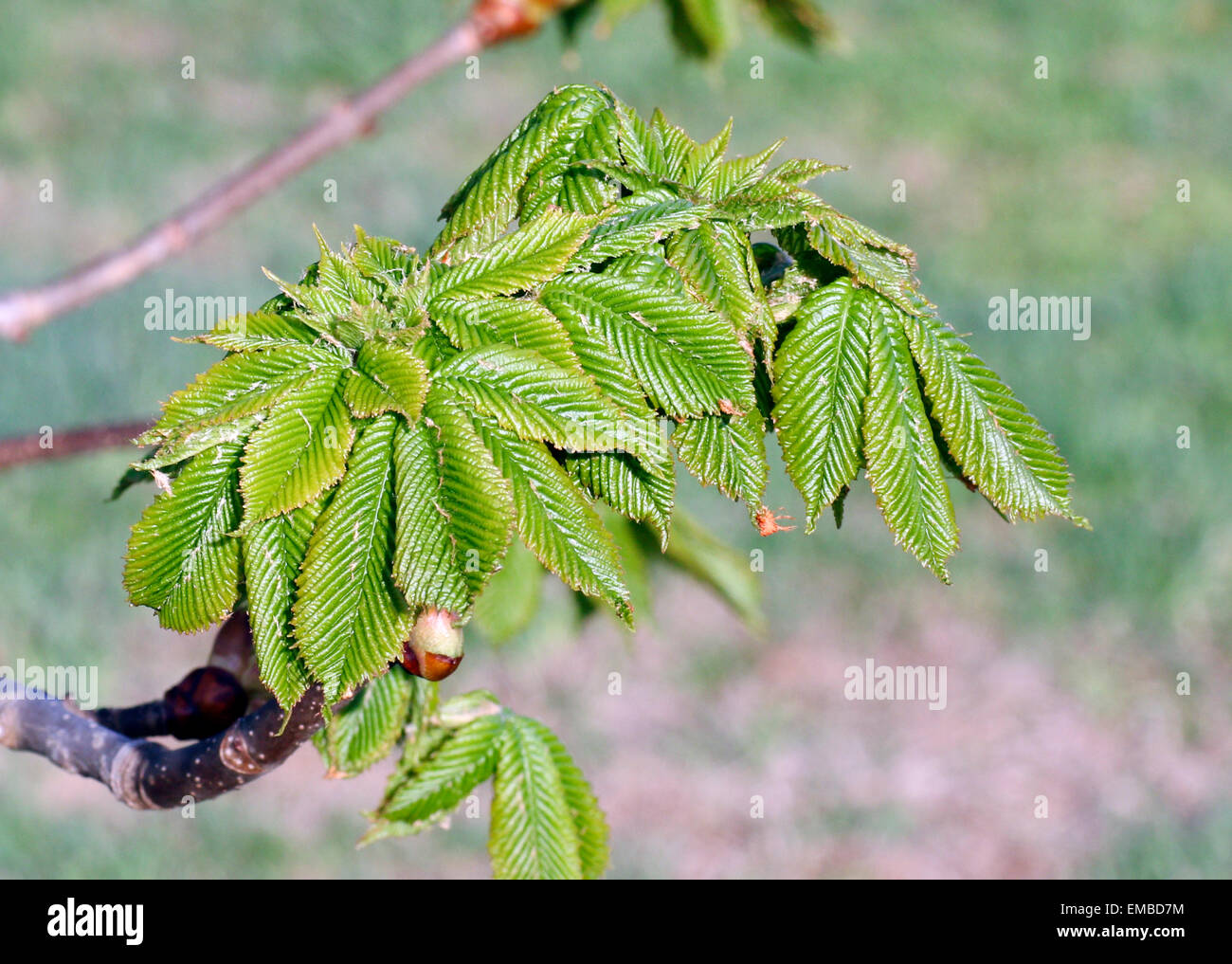 Red Horsechestnut Baum Aeculus X carnea. Stockfoto