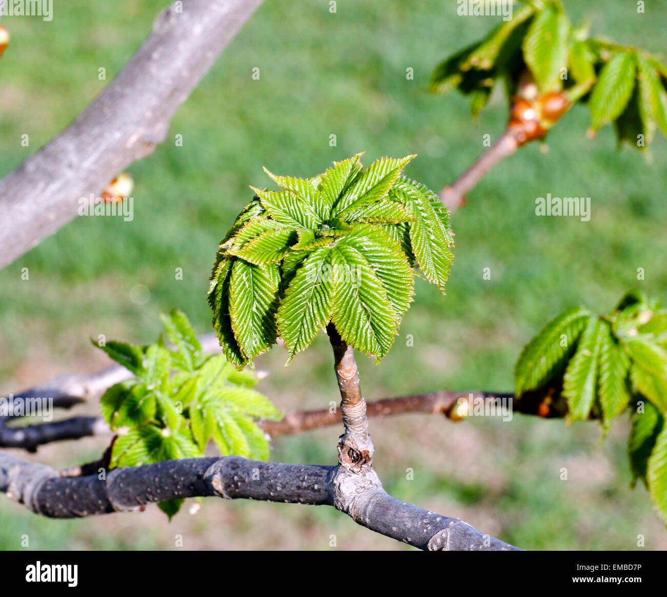 Red Horsechestnut Baum Aeculus X carnea. Stockfoto