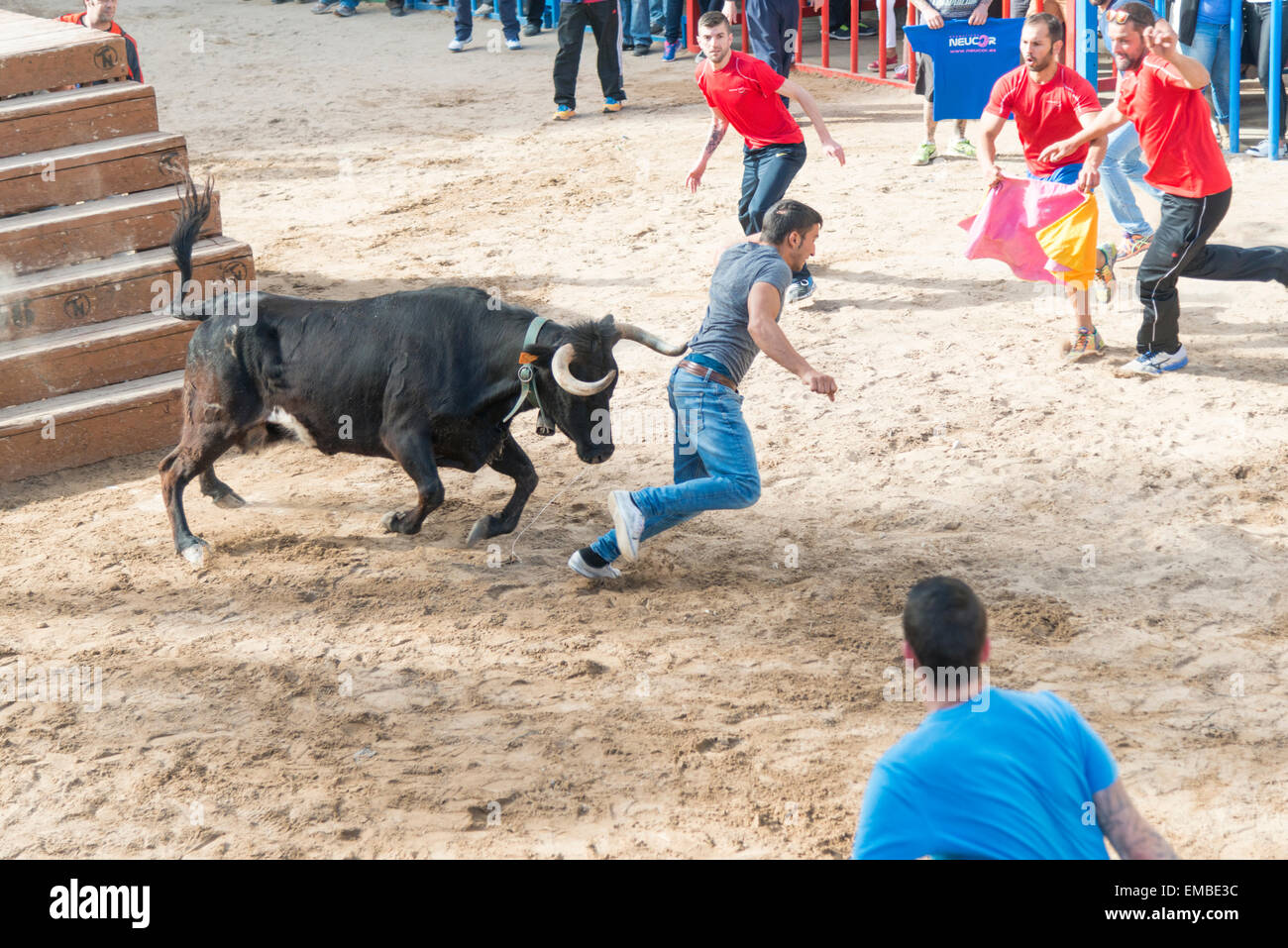 Tuelada Spanien 19. April 2015. Während der Bullrunning, anlässlich der Feierlichkeiten zu Ehren von Sant Vicent Ferrer der Schutzpatron der Stadt ist ein Mann von einem Stier aufgespießt. Stiere sind in einem geschlossenen Teil der Stadt freigesetzt und Männer necken die Tiere und werden auf die Straße gejagt. Die Männer normalerweise escape hinter Barrieren oder heraus laufen die Bulls aber dieser Mann war von den Bullen erwischt und bei den Hörnern aufgespießt und mit Füßen getreten.  Er war in der Lage, zu Fuß mit Hilfe in einen Krankenwagen nach der Tortur.  Dieses Bild ist Teil einer Sequenz zeigt des Vorfalls von Anfang bis Ende. Kredit Julian Eales/Alamy Live-Nachrichten Stockfoto