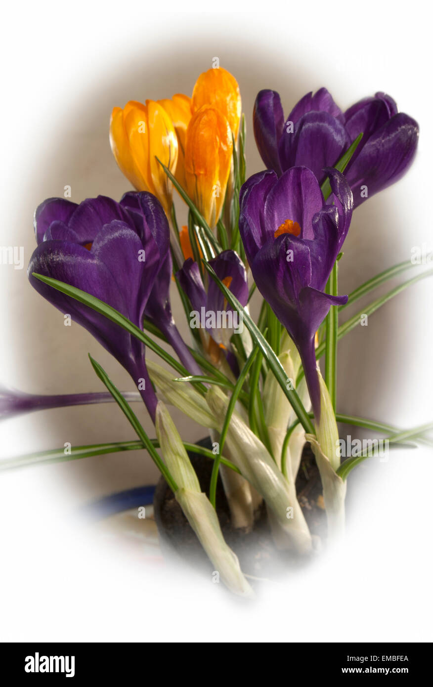 Blumen Krokusse (Crocus) gelb und dunkel violett. Stockfoto