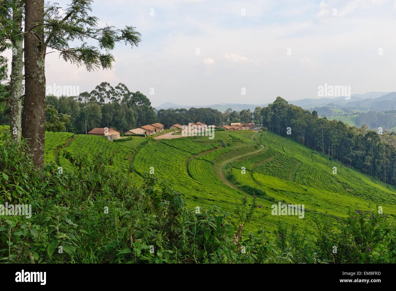 Teeplantage in Provinz de Gikongoro, Ruanda Stockfoto