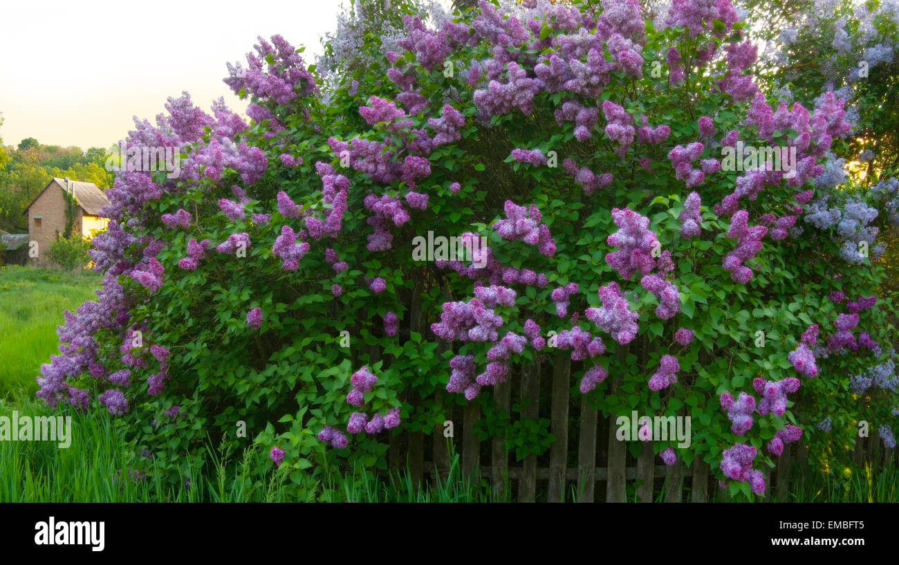 Lila bushes(Sirigna) in ländlichen Gebieten. 'Nabend. Stockfoto
