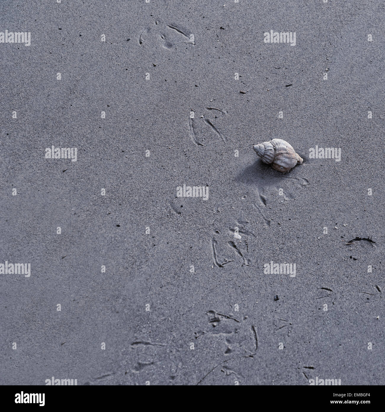 eine Muschel am Strand mit Spuren einer Möwe Stockfoto