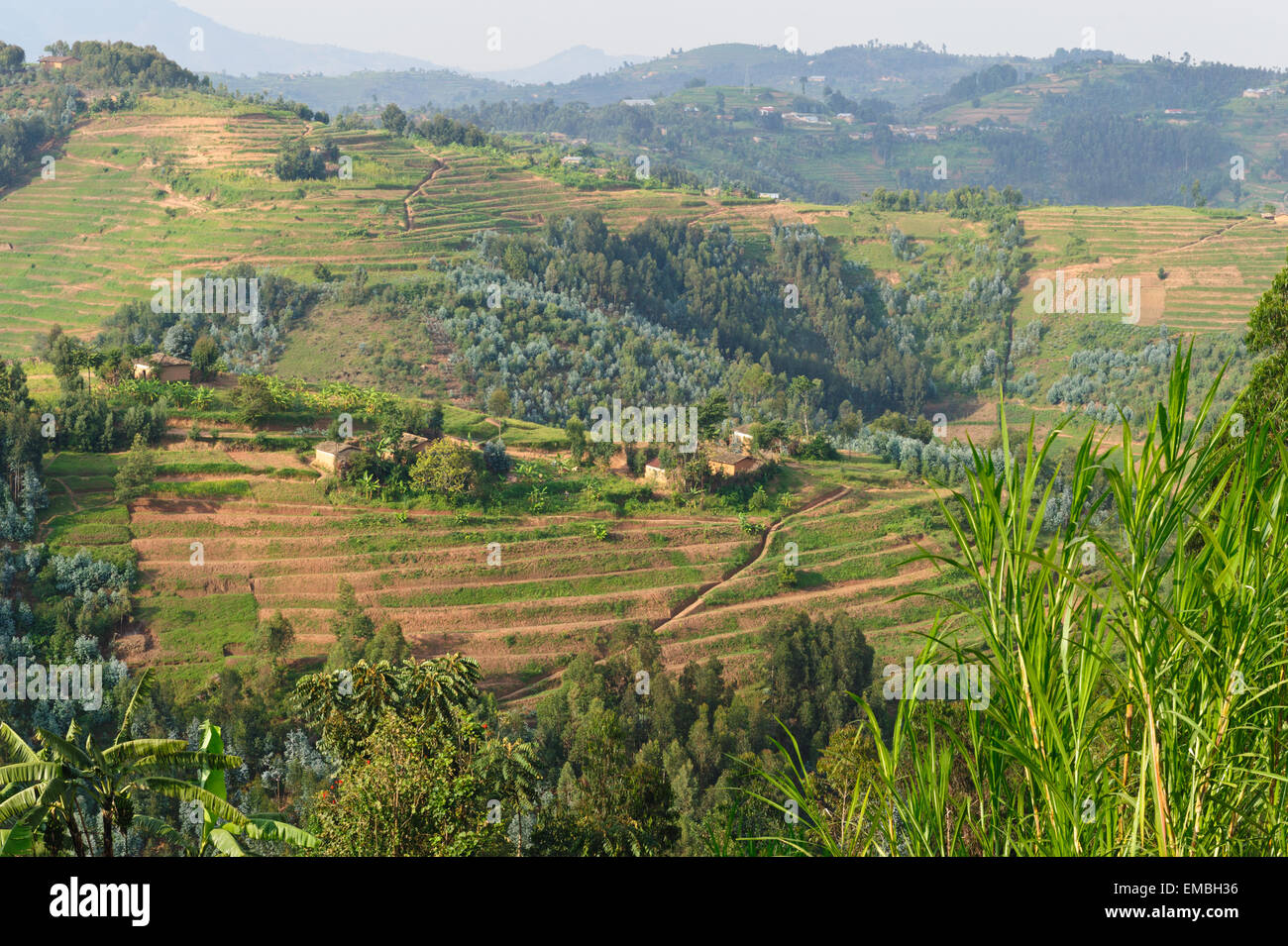Terrassen in Provinz de Gikongoro, Ruanda Stockfoto
