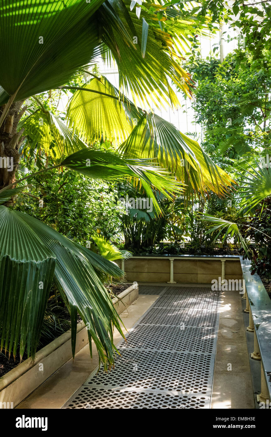 Innenausstattung des Palm House in The Kew Gardens, London England Großbritannien Stockfoto