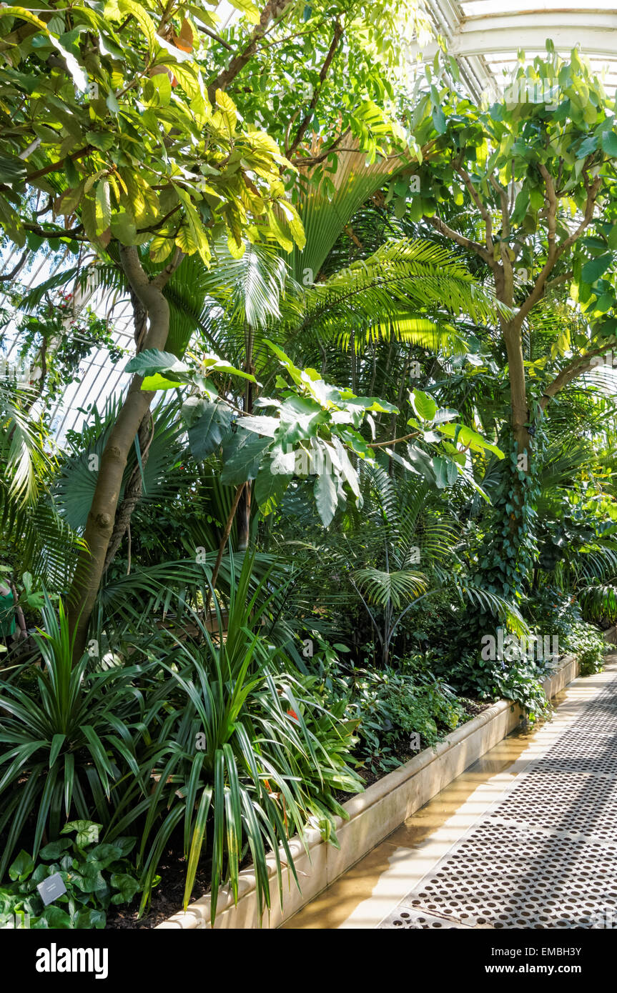 Innenausstattung des Palm House in The Kew Gardens, London England Großbritannien Stockfoto