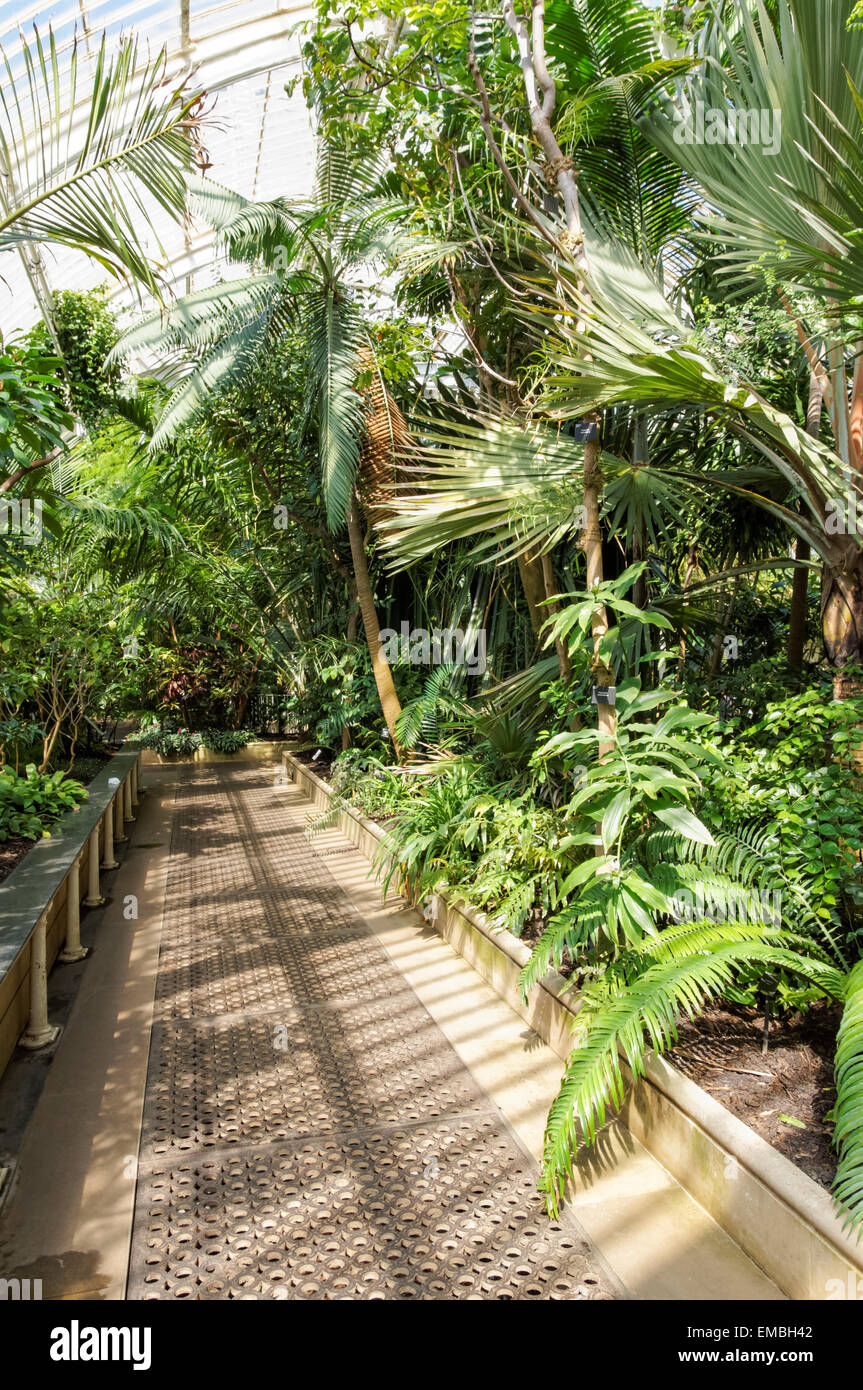 Innenausstattung des Palm House in The Kew Gardens, London England Großbritannien Stockfoto