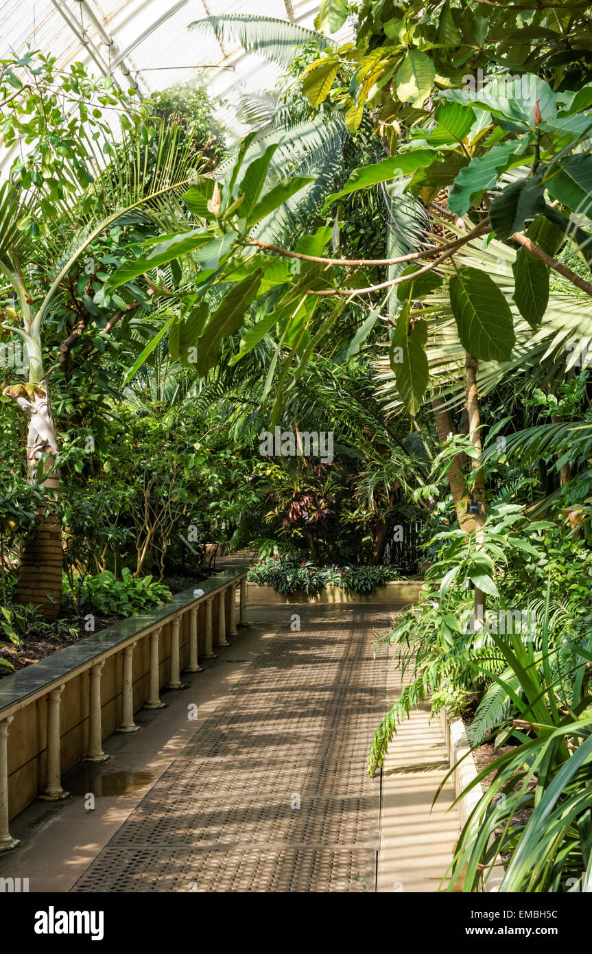 Innenausstattung des Palm House in The Kew Gardens, London England Großbritannien Stockfoto