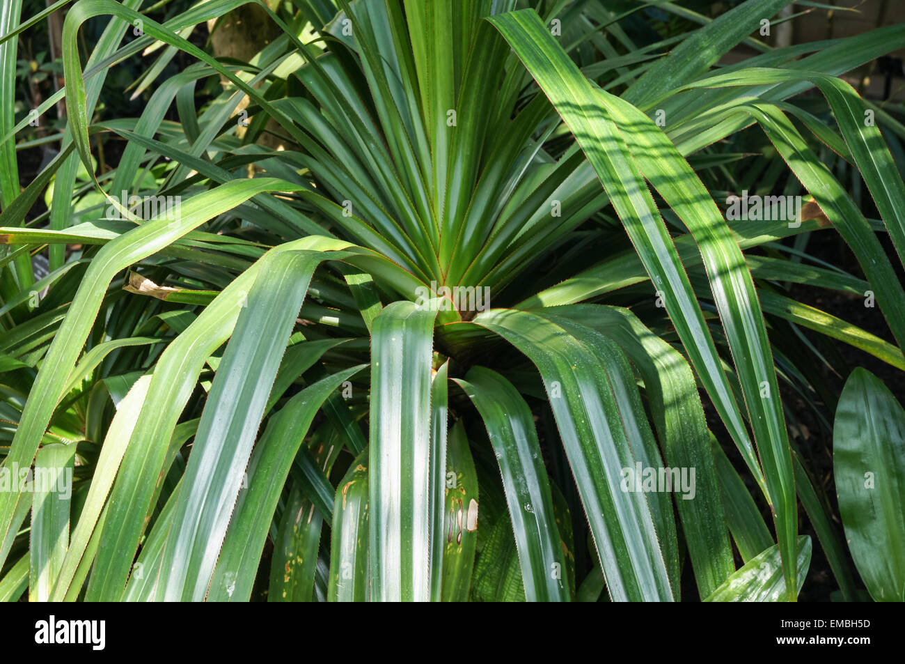 Grüne lange Blätter der tropischen Pflanze Stockfoto