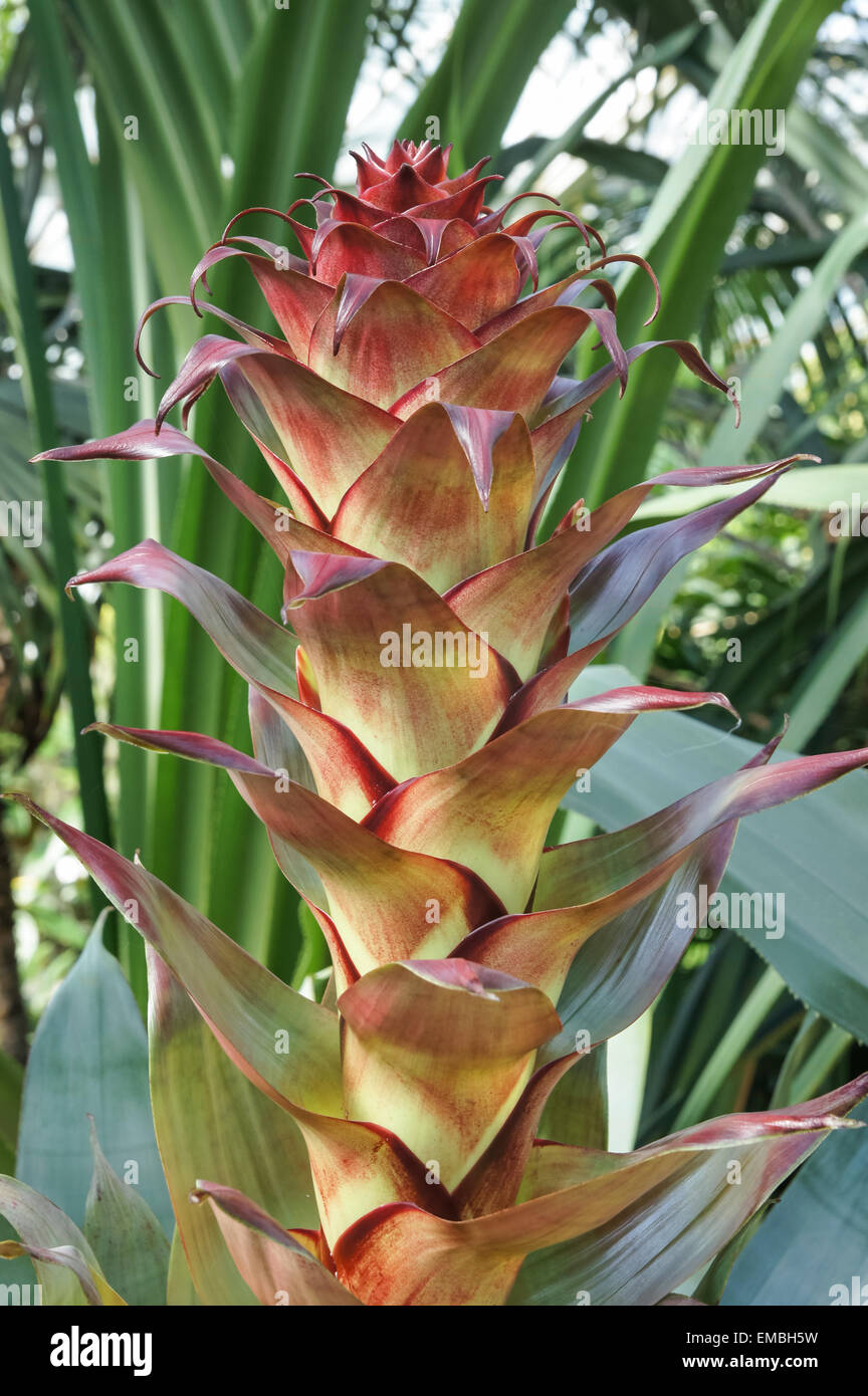 Rote Blume der exotischen Pflanze Stockfoto