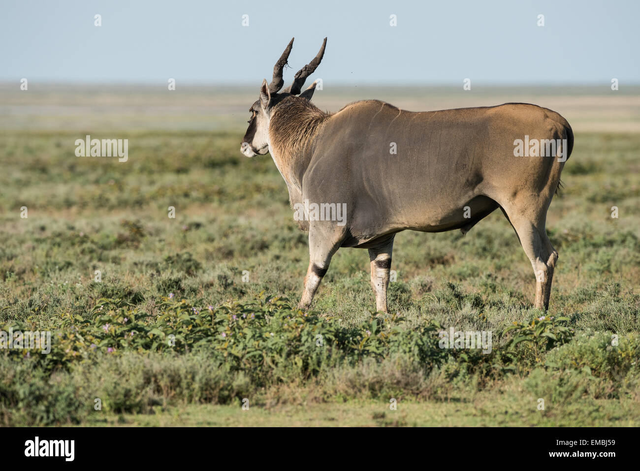 Bull Eland, Ngorongoro Conservation Area, Tansania Stockfoto