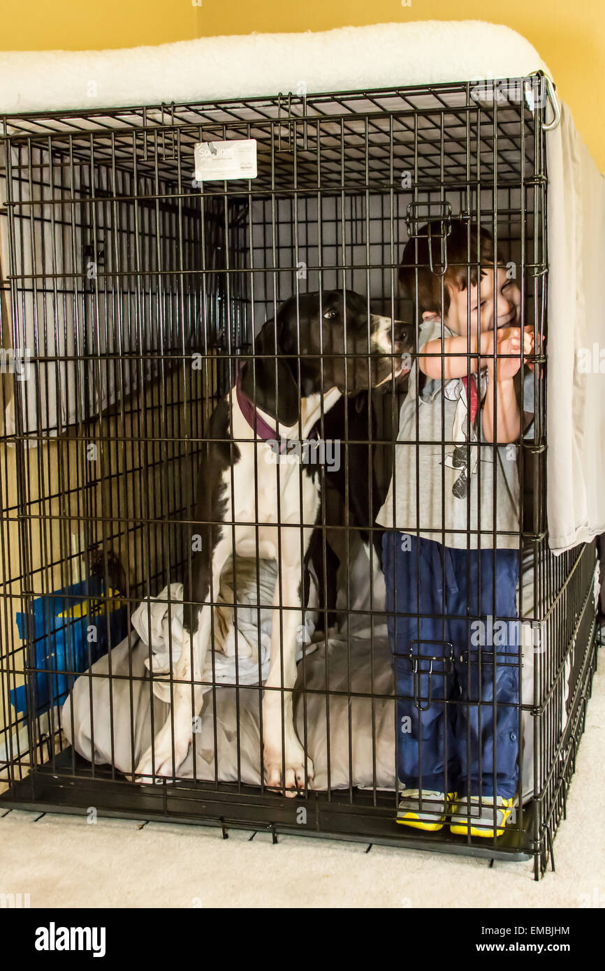 Drei Jahre alten Jungen Kichern und Spaß klettern in der Ausbildung-Kiste mit seinen sechs Monate alte Deutsche Dogge Welpen, Athena Stockfoto