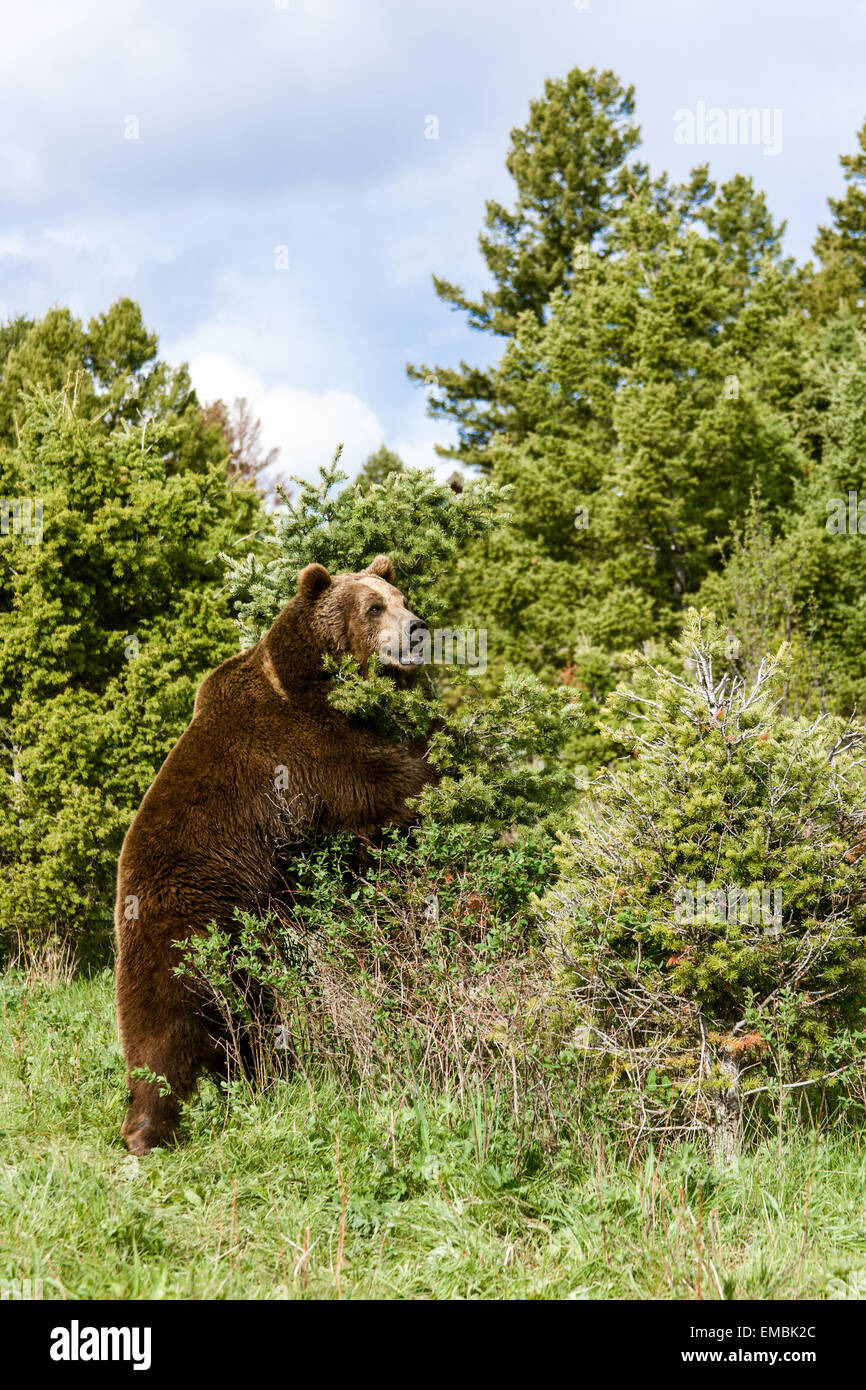 Grizzlybären Futter für Beeren in einem Gebüsch in der Nähe von Bozeman, Montana, USA. Stockfoto