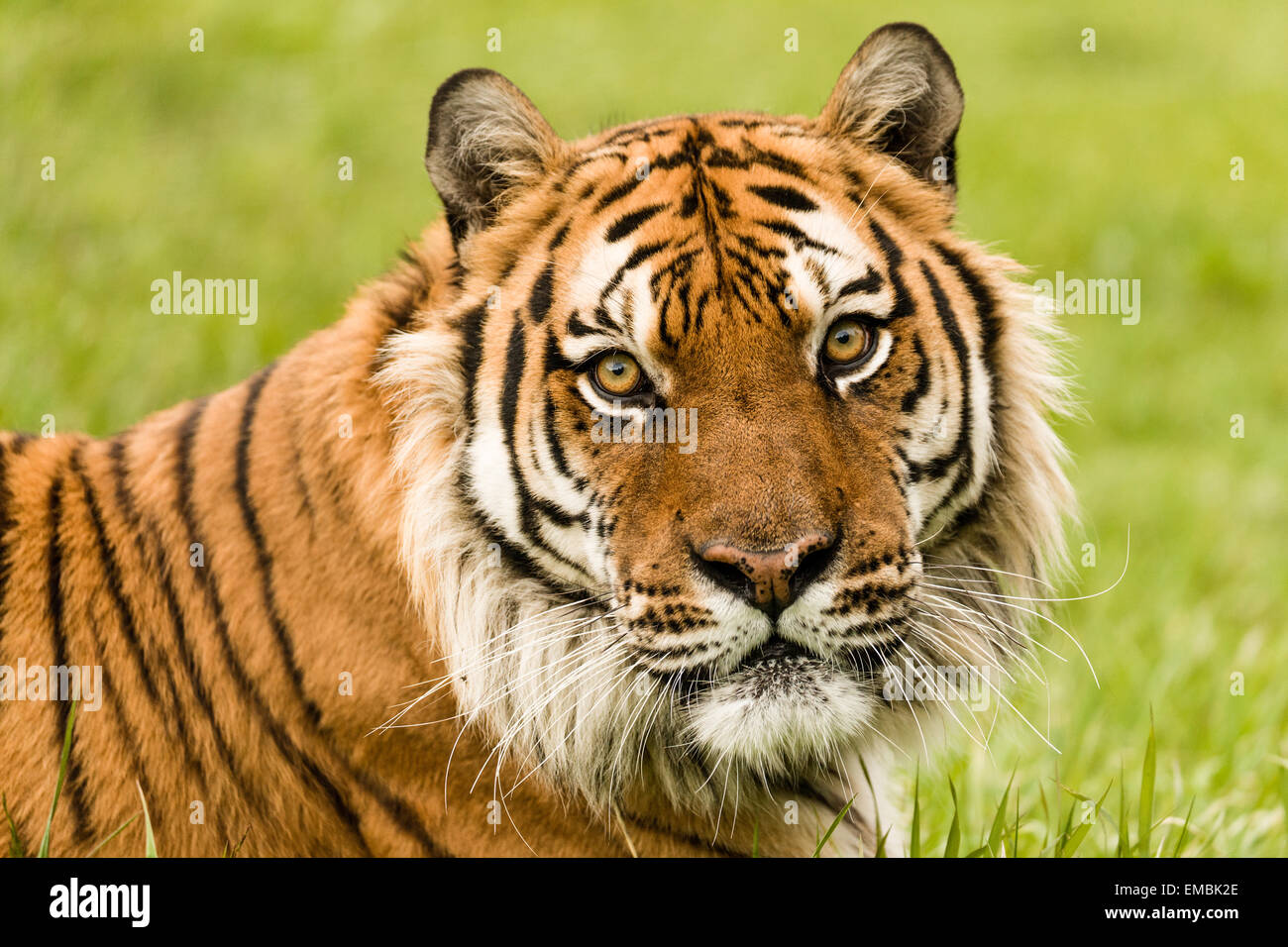 Captive Sibirischer Tiger-Porträt Stockfoto