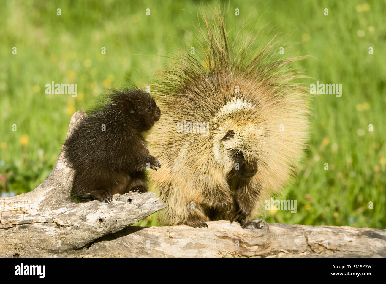 Erwachsenen und jungen gemeinsamen Porcupine (Erethizon Dorsatum) sahen einander auf einem Baumstamm in der Wiese. Stockfoto