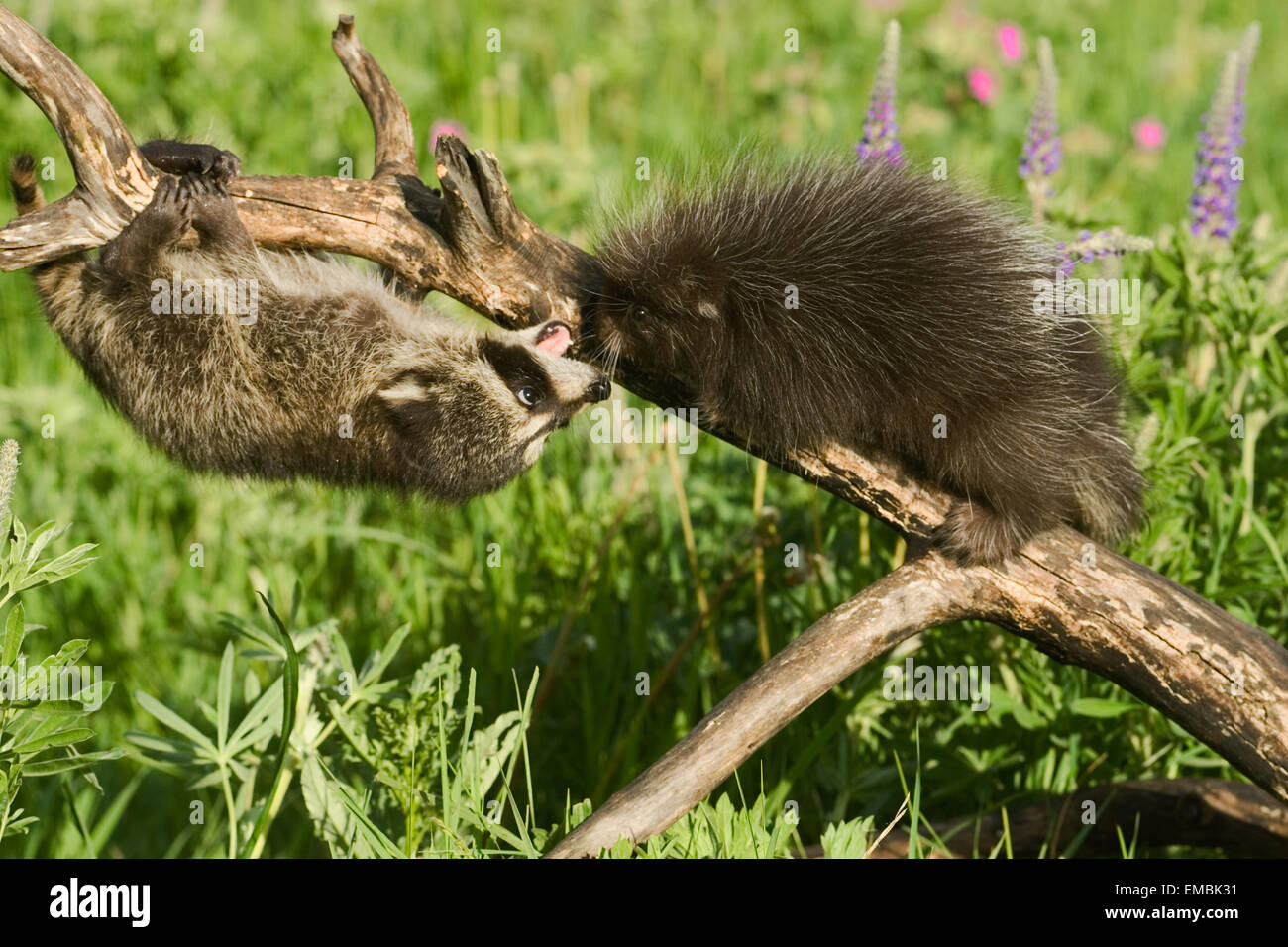 Young gemeinsame Porcupine (Erethizon Dorsatum) ein junger Waschbär (Procyon Lotor) auf einem Baumstamm in der Wiese treffen. Stockfoto
