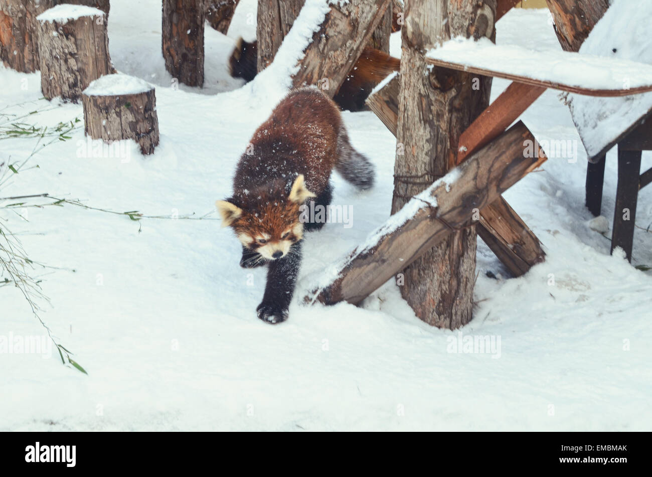 Rot/kleiner Panda im Zoo von Asahiyama Stockfoto