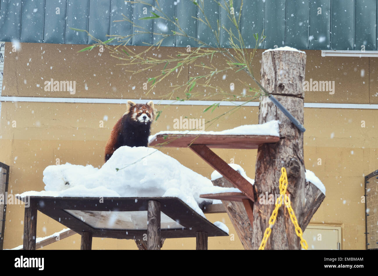 Rot/kleiner Panda stehend auf der hohen Plattform im Asahiyama Zoo Stockfoto