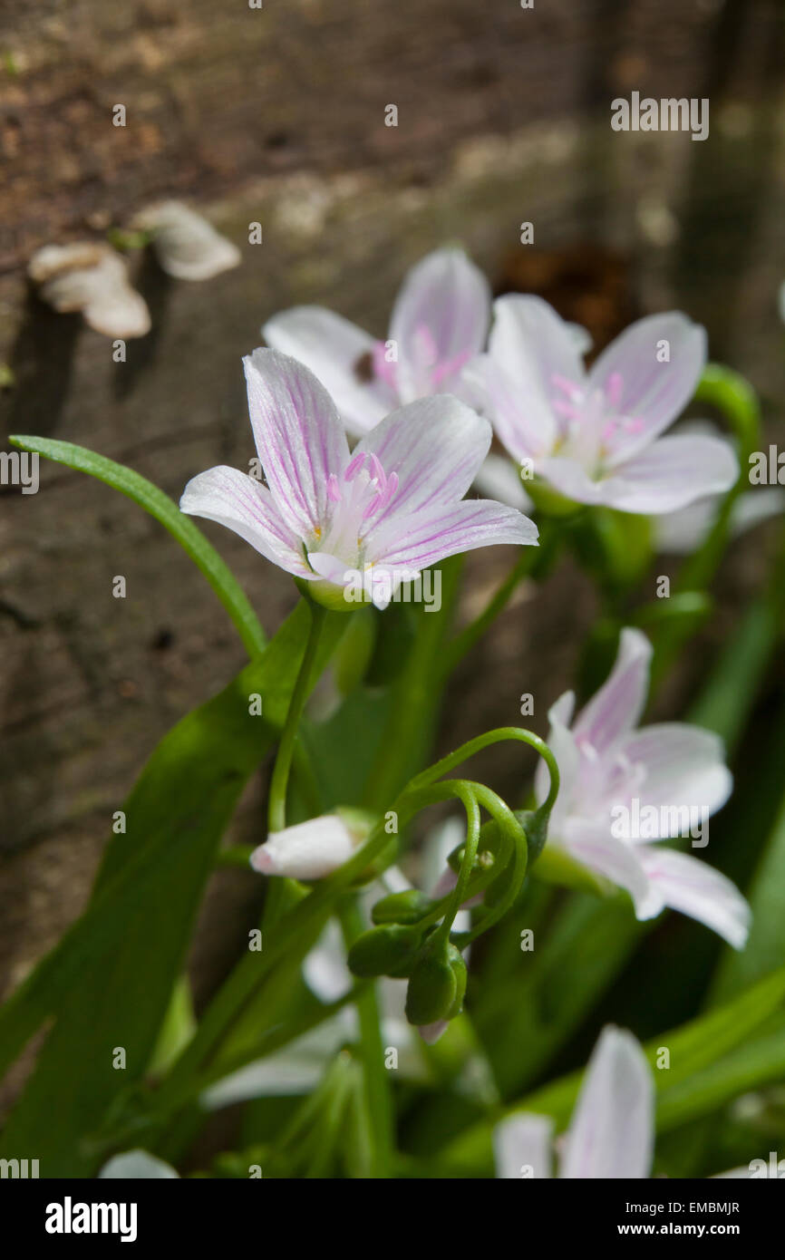 Östlichen Spring Beauty (Claytonia Virginica), spud aka Virginia Frühling Schönheit und Märchen wachsen im Frühling - Virginia USA Stockfoto