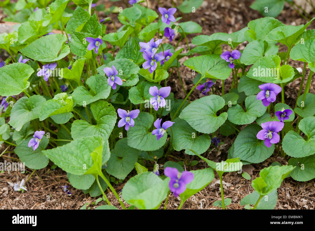 Wild Violet Blumen - Virginia USA Stockfoto