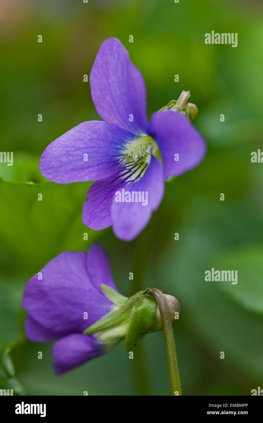 Wild Violet Blumen - Virginia USA Stockfoto
