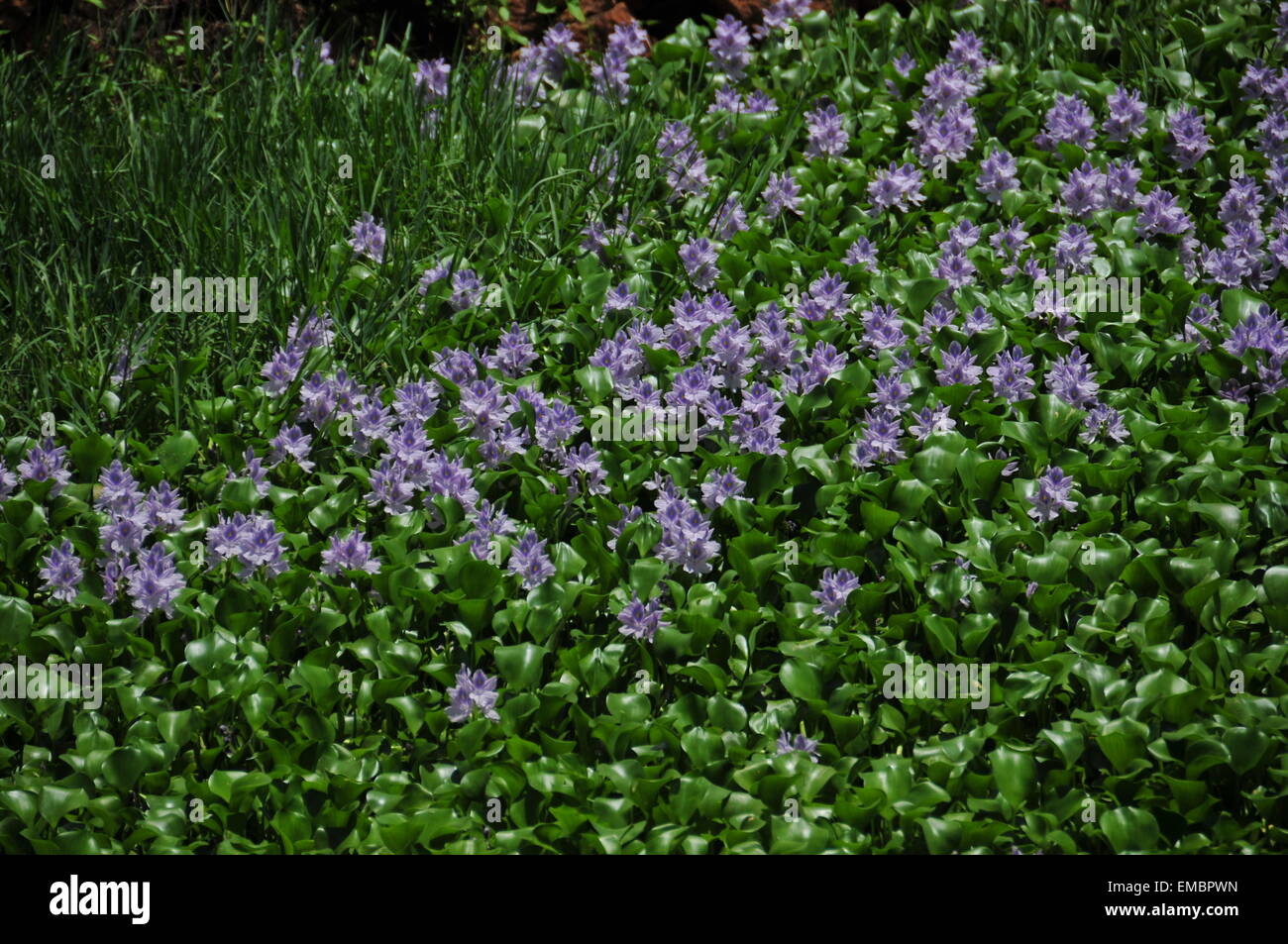 Schöne Hyazinthenblumen. Stockfoto