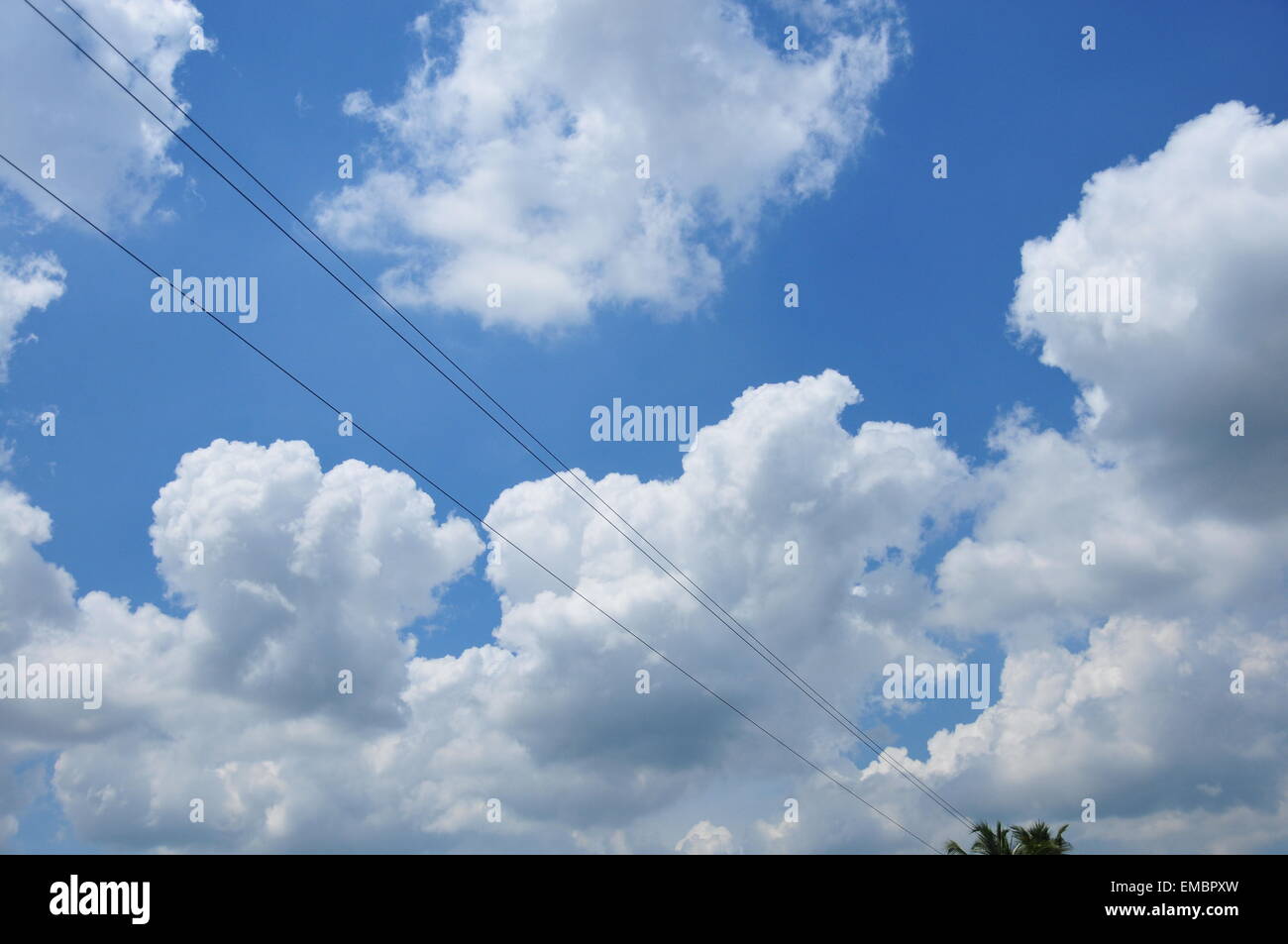 Wunderschöne Aussicht auf Nebengewässer und Kokospflanzen Stockfoto