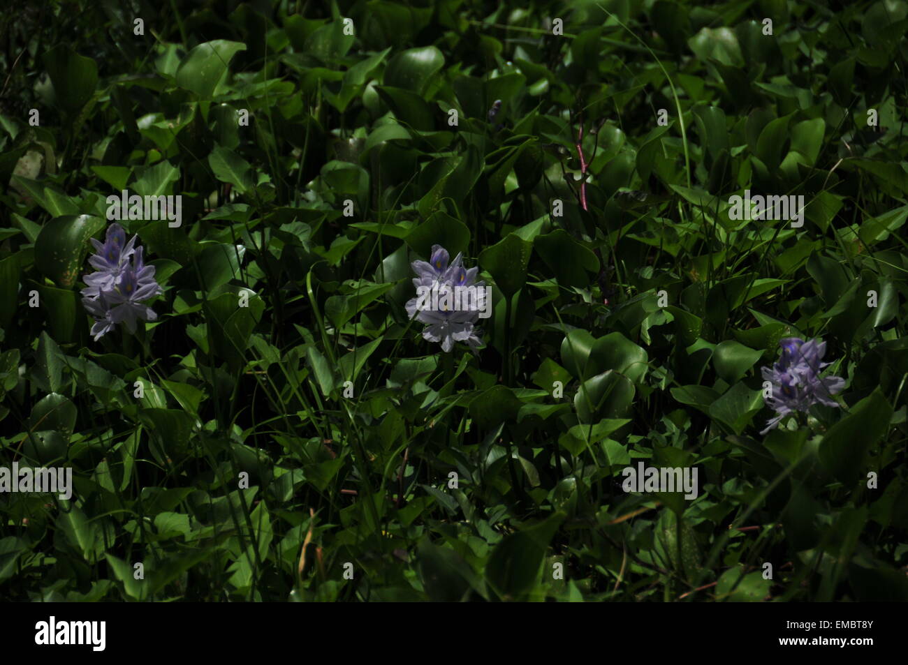 Drei violett Hyazinthe Blüte mit dicken grünen Hintergrund. Stockfoto