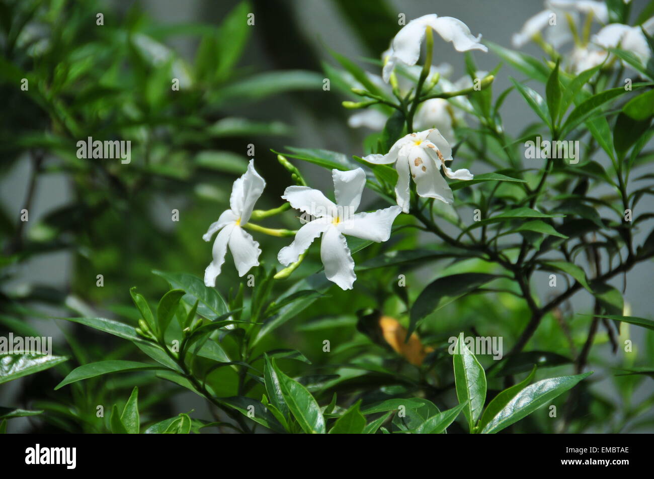 Schönen weißen Blüten und einige Grünpflanzen auf Hintergrund. Stockfoto
