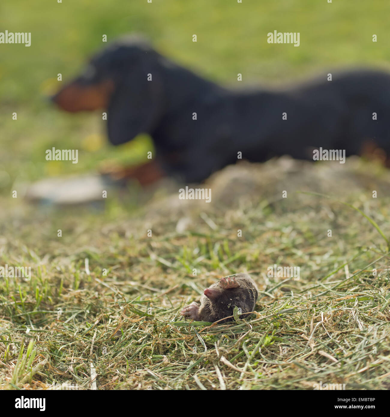 Dackel Hund legen in dem Rasen von Toten Maulwurf im Garten Stockfoto