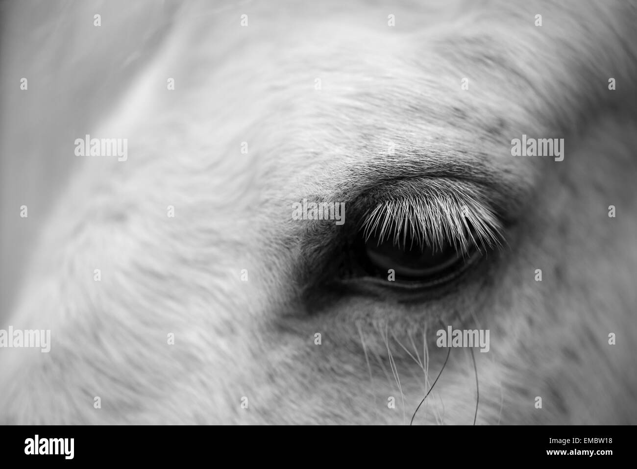 Auszug aus dem Auge eines grauen Ponys mit langen Wimpern hautnah. Stockfoto