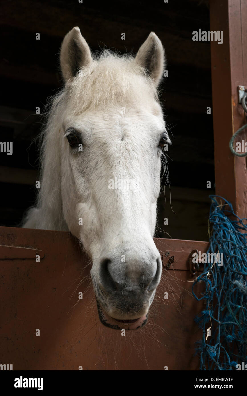 Alte graue Pony mit Blick auf die Tür zu einem Stall mit Heu net auf die Seite. Stockfoto