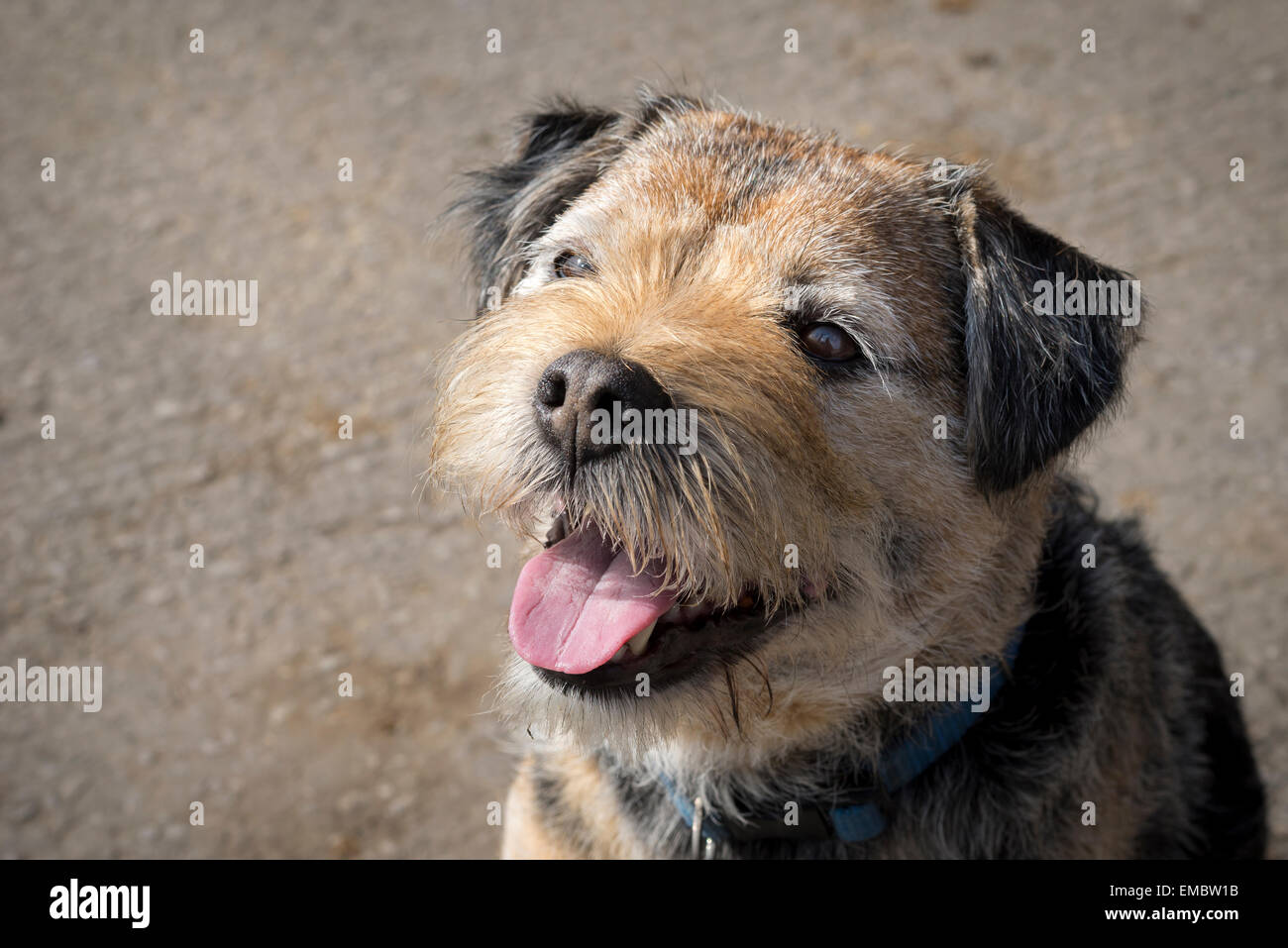 Freche kleine Border Terrier mit einem erwartungsvollen und hoffnungsvollen Ausdruck nachschlagen. Stockfoto