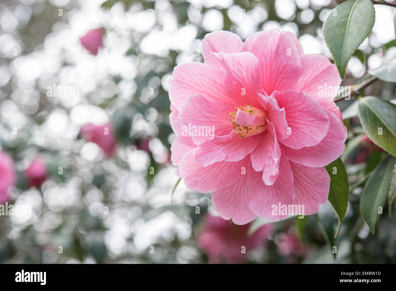Camellia Williamsii "Spende" mit rosa Blume vor einem hellen Hintergrund des gefleckten Licht, das durch die Bäume. Stockfoto