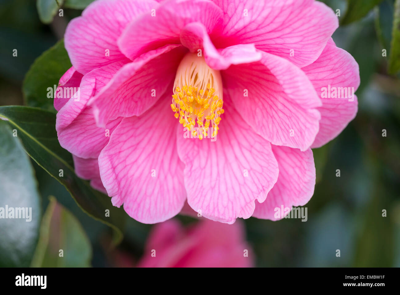 Camellia Williamsii "Spende". Gefüllte rosa Blüte mit gelben Staubgefäßen, in der Nähe auf. Stockfoto