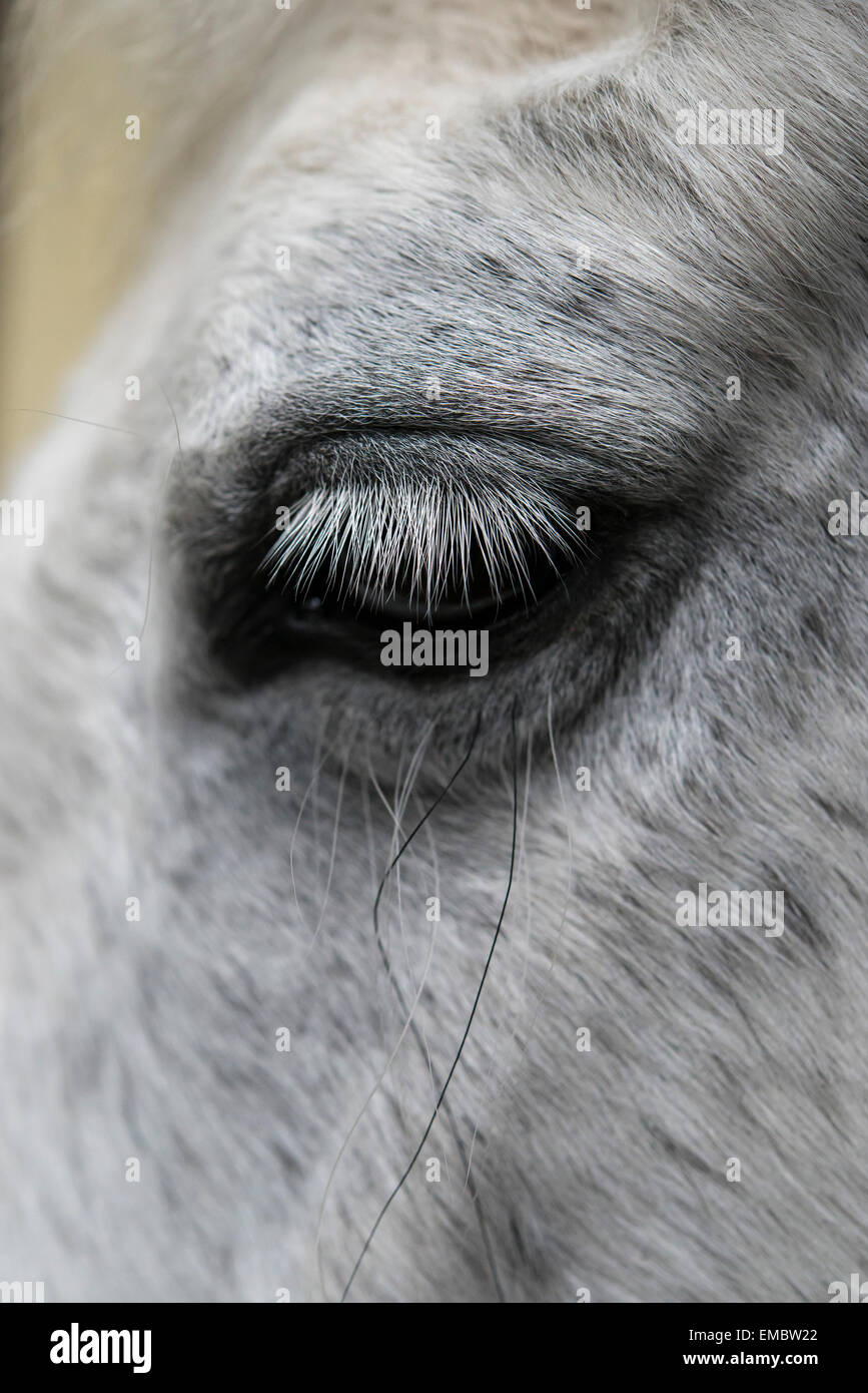Nahaufnahme von einem Pony-Auge mit langen grauen Wimpern. Stockfoto
