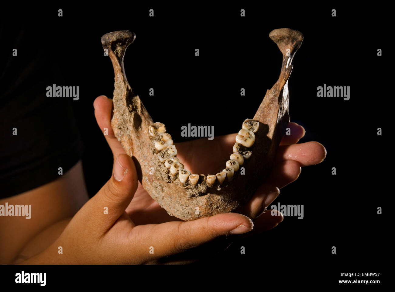 Zahnbogen eines prähistorischen Menschen, der von der Indonesischen Nationalen Archäologieforschung bei Ausgrabungen in Karawang, West-Java, entdeckt wurde. Stockfoto
