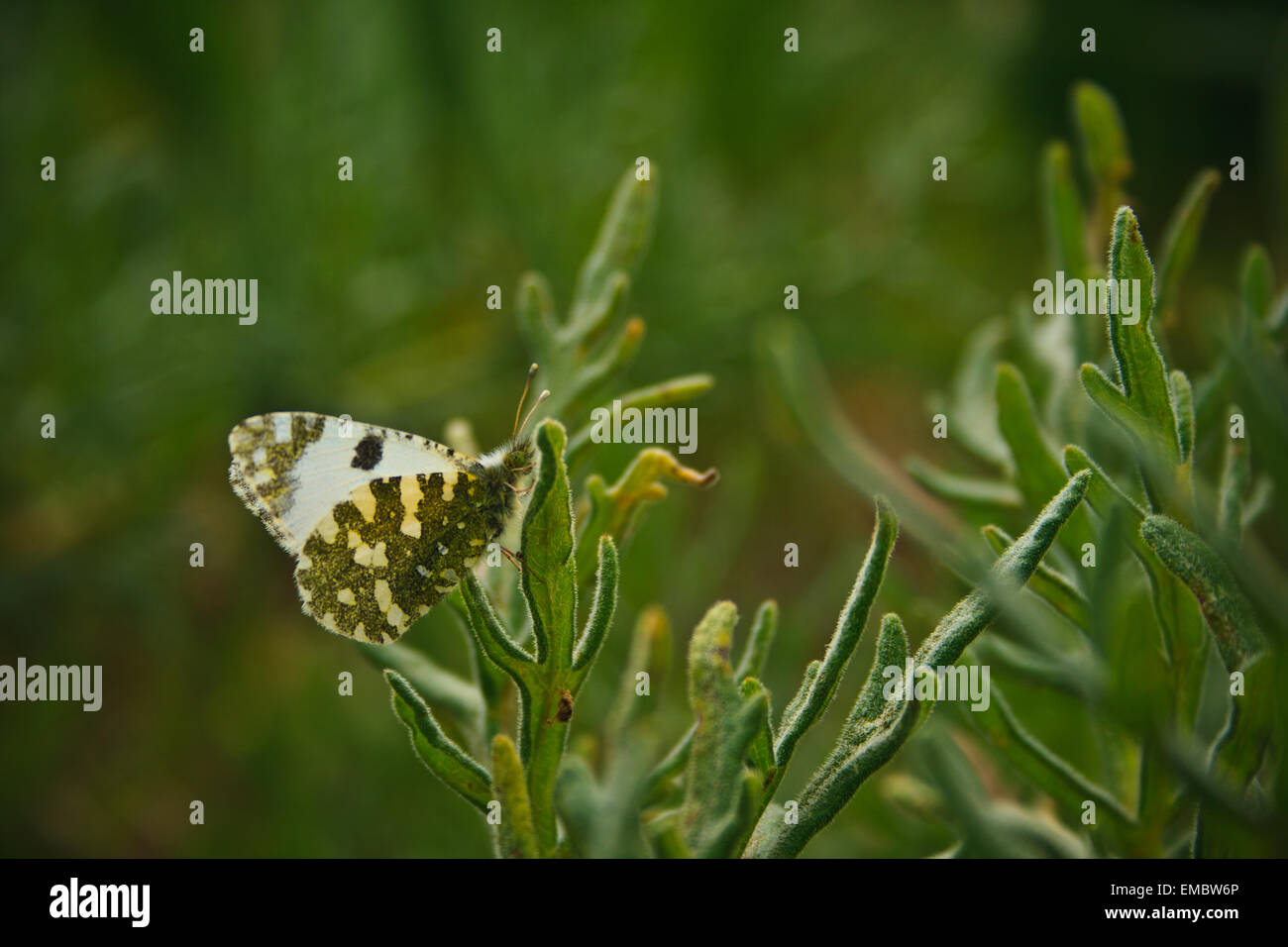 Ein überwältigendes Schmetterling Bild in grün Stockfoto